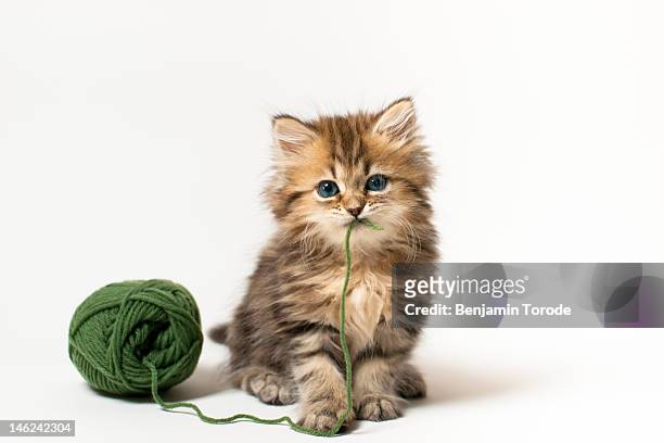 brown blue-eyed kitten with green wool in mouth - yarn art stock-fotos und bilder