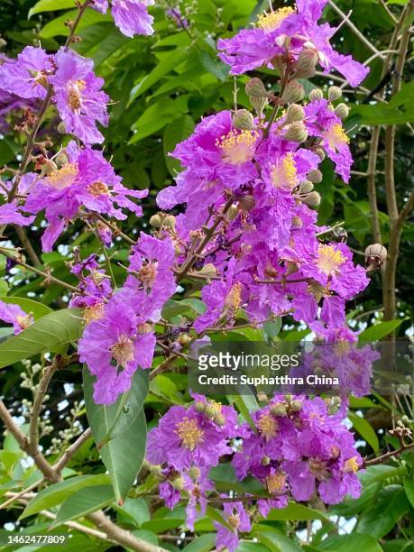 crape myrtle flowers blooming on tree - true myrtle stock pictures, royalty-free photos & images