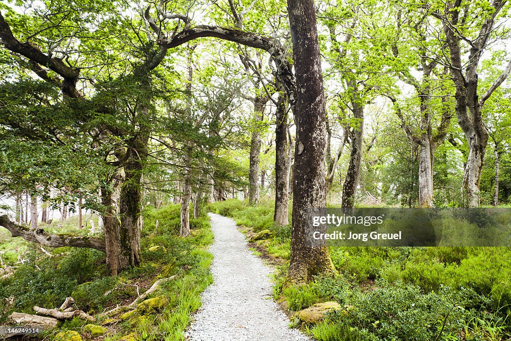 Path through Killarney National Park