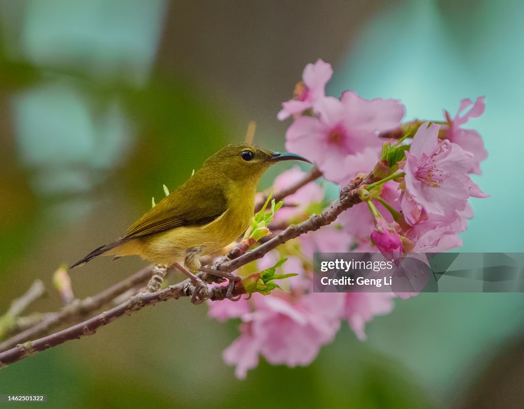 Fork-tailed Sunbird with Cherry blossoms