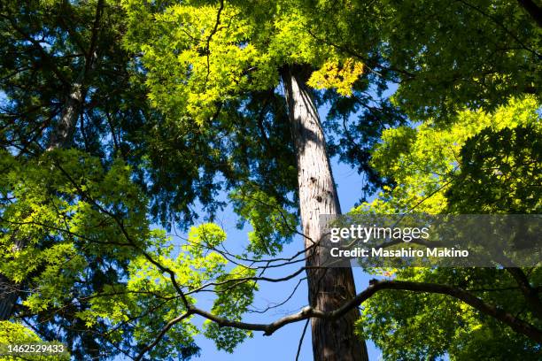 japanese cypress and maple trees - cryptomeria japonica stock pictures, royalty-free photos & images