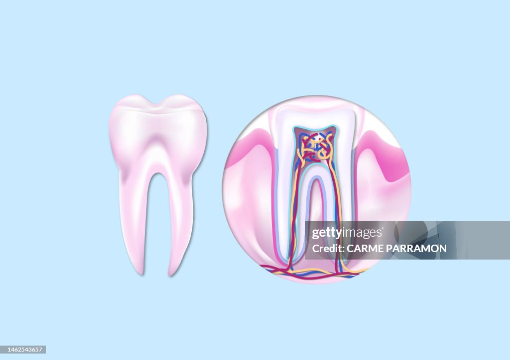Person's teeth. Exterior and interior.
