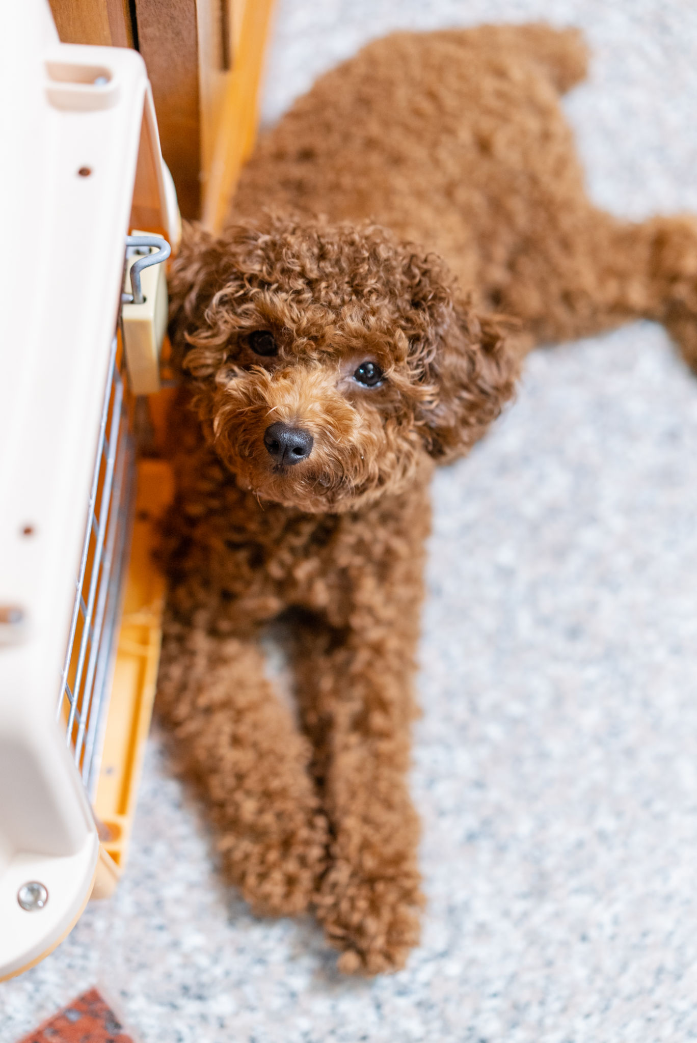 Portrait of little toy poodle laying down and looking at camera at home. Portrait of little toy poodle laying down and looking at camera at home.