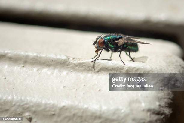 green bottle fly - house fly stock pictures, royalty-free photos & images