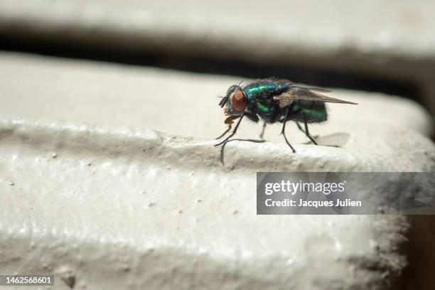 green bottle fly - housefly 個照片及圖片檔