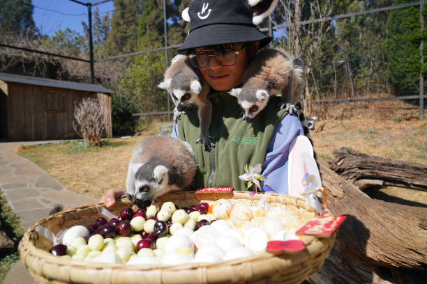 CHN: Yunnan Zoo's Animals Enjoy Treats Before Lantern Festival