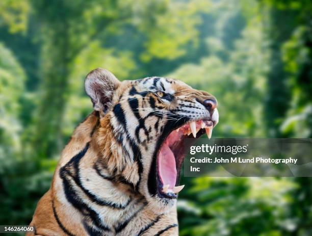 tiger roaring in forest - tiger stock pictures, royalty-free photos & images