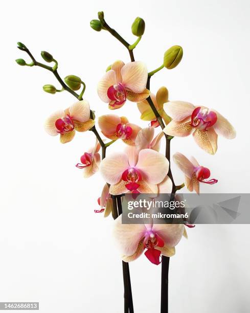 orchid flowers, house plant - moth orchid imagens e fotografias de stock