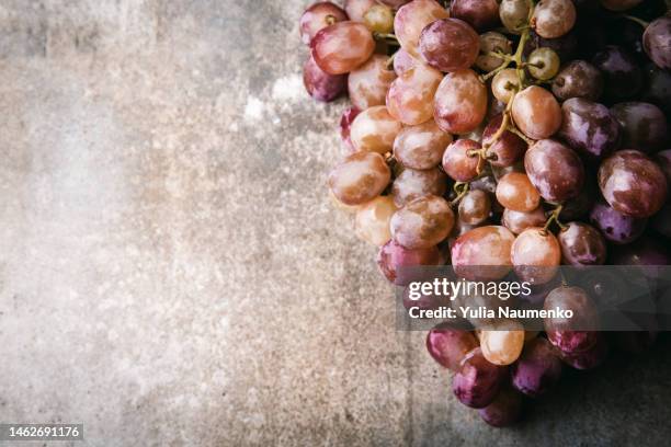 bunches of fresh ripe red grapes. red wine grapes. - table vin stock-fotos und bilder