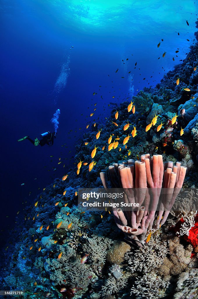 Sponge and fish in the Red Sea, Egypt