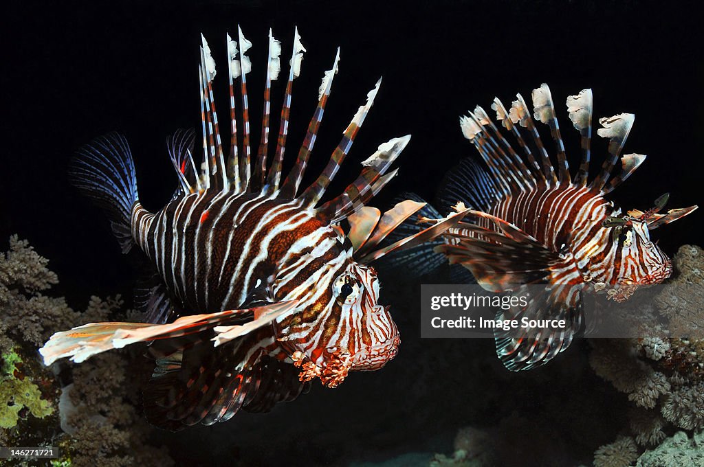 Two Lionfish in the Red Sea, Egypt