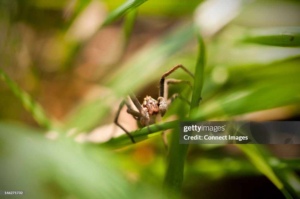 Spider hiding in grass
