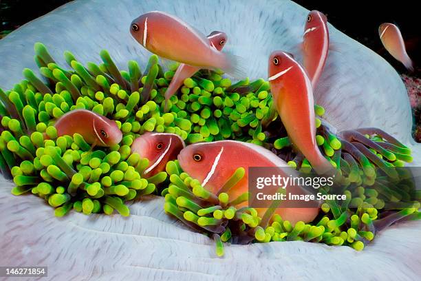 anemonefish in anemone - anémona magnífica fotografías e imágenes de stock