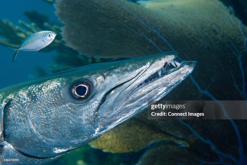 Closeup of Great Barracuda