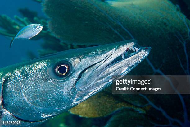 closeup of great barracuda - barracuda stock pictures, royalty-free photos & images