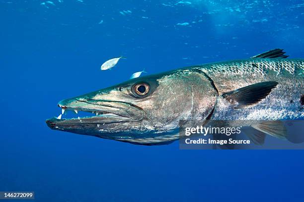 barracuda gets defensive - barracuda stock pictures, royalty-free photos & images