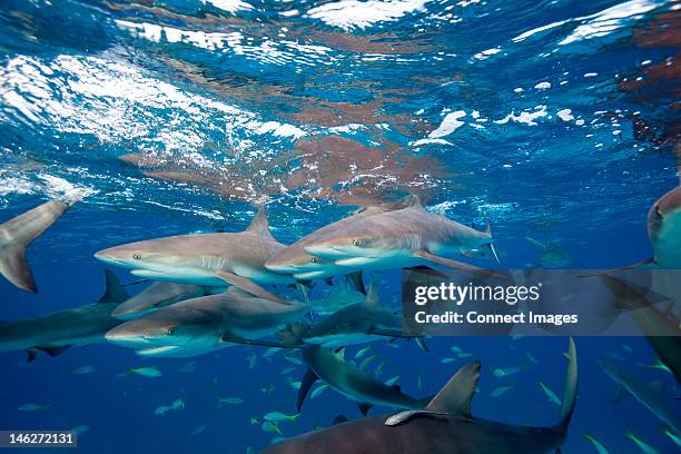 frenzy of caribbean reef sharks - countershading stock-fotos und bilder