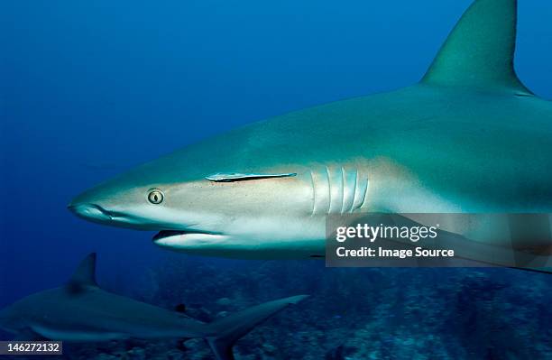 caribbean reef sharks - countershading stock-fotos und bilder