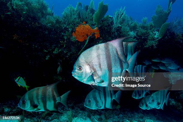 atlantic spadefish on the reef - porkfish bildbanksfoton och bilder