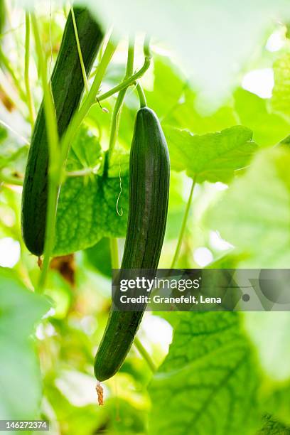 cucumbers hanging - cucumber leaves stock-fotos und bilder