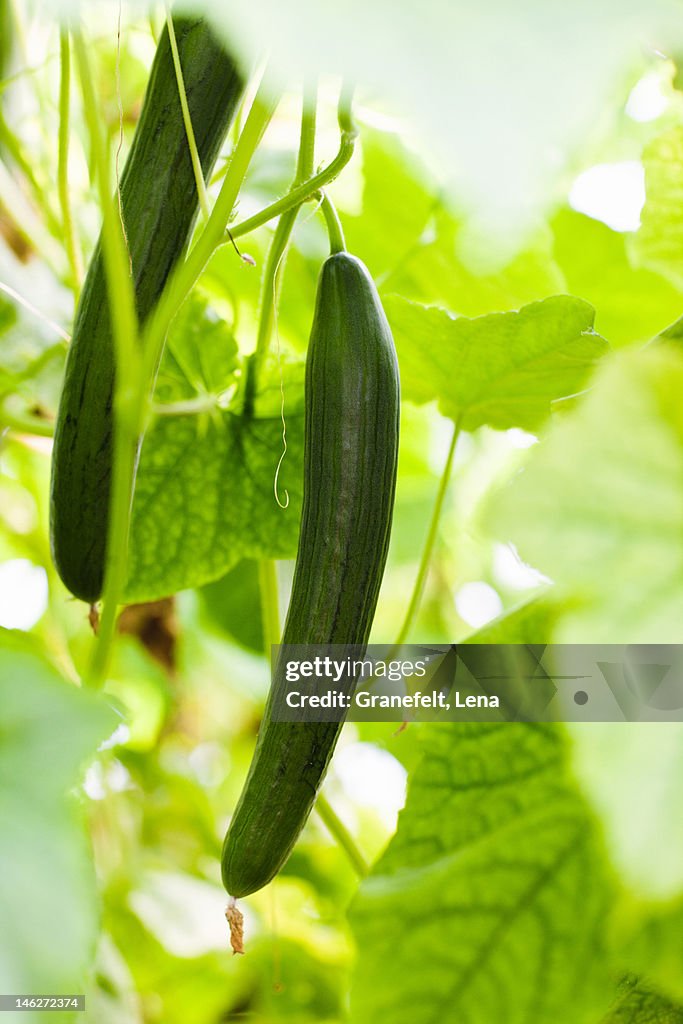 Cucumbers hanging