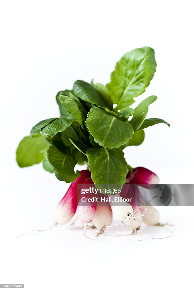 Studio shot of bunch of radish