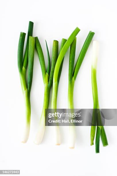 studio shot of fresh leek - poireau photos et images de collection