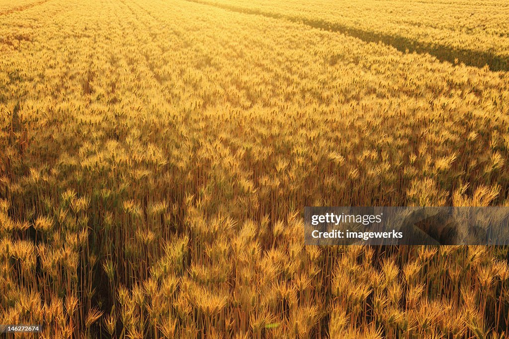 Agricultural field