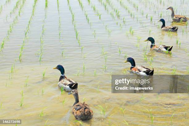 Ducks Clean Rice Paddy Duck Rice Farm Photos and Premium High Res Pictures - Getty Images