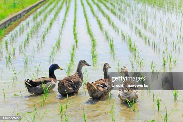69 Rice Duck Farm Stock Photos High Res Pictures And Images Getty 69-rice-duck-farm-stock-photos-high-res-pictures-and-images-getty