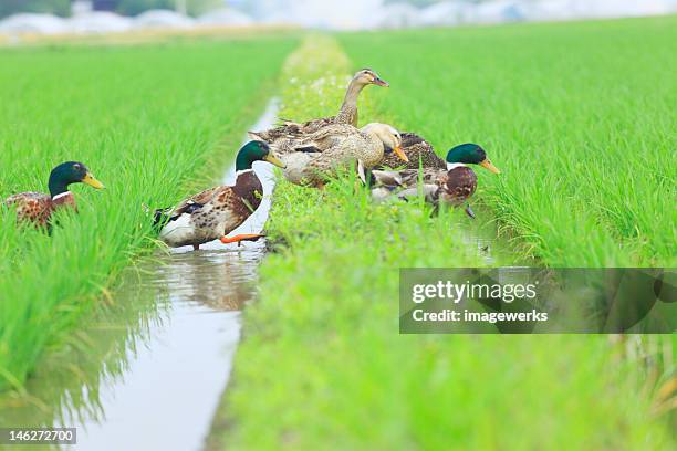 Ducks Clean Rice Paddy Duck Rice Farm Photos and Premium High Res Pictures - Getty Images
