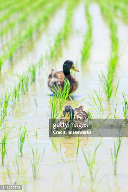 Ducks Clean Rice Paddy 69 Rice Duck Farm Stock Photos, High-Res Pictures, and Images - Getty ...