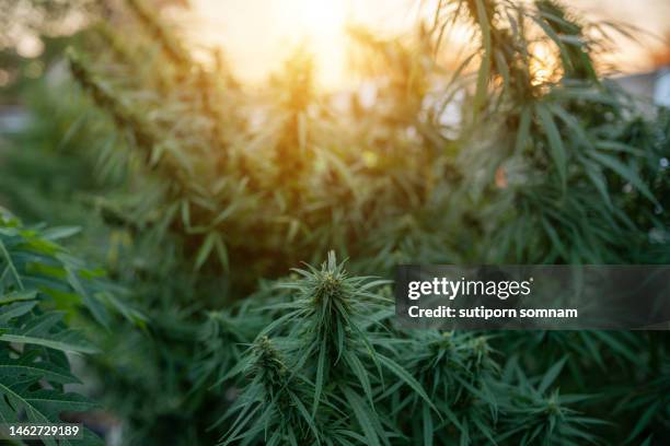 marijuana thai stick - hemp stock pictures, royalty-free photos & images