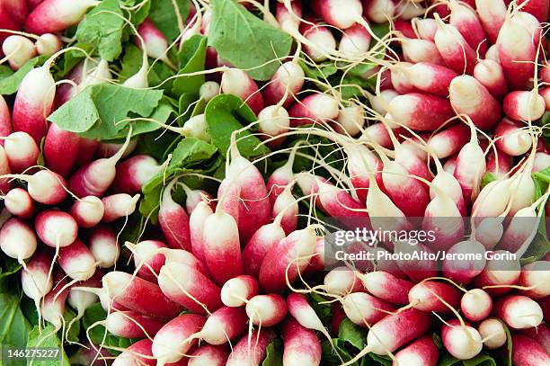 radishes - radish stock pictures, royalty-free photos & images