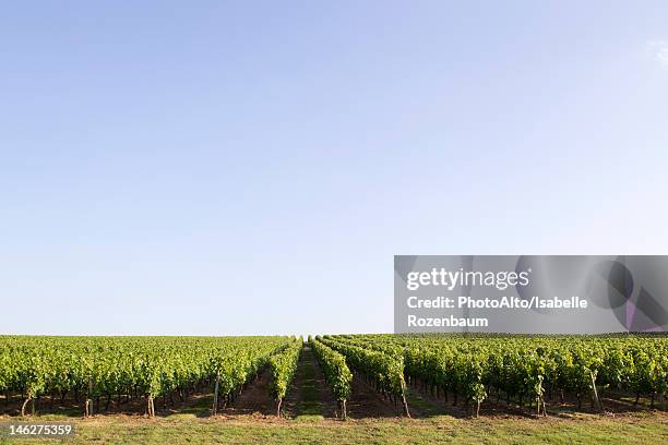 vineyard, bordeaux, france - bordeaux wine - fotografias e filmes do acervo