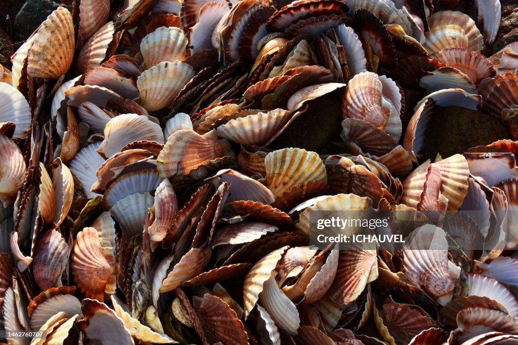 Scallop shells Brittany France