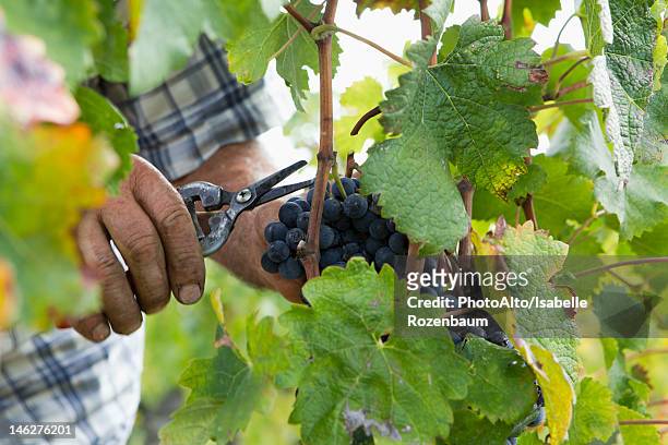 harvesting grapes - grape harvest stock pictures, royalty-free photos & images