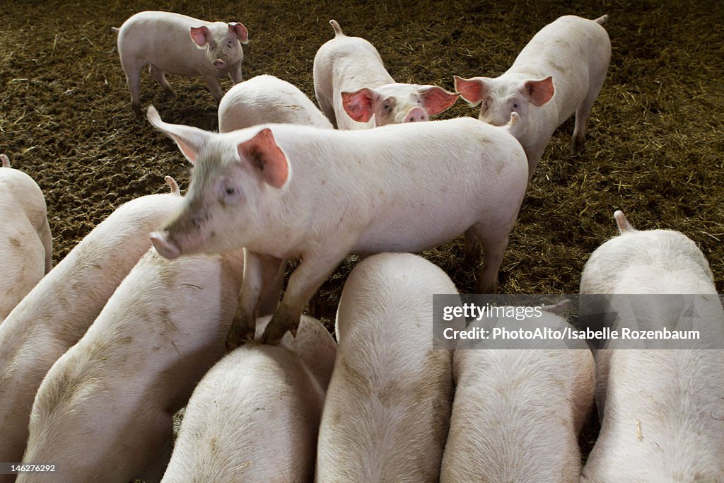 Pigs in pigpen