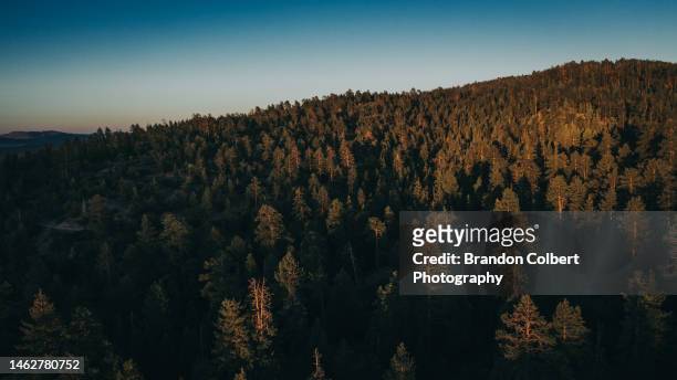 big bear california trees at sunset - san bernardino california stock pictures, royalty-free photos & images