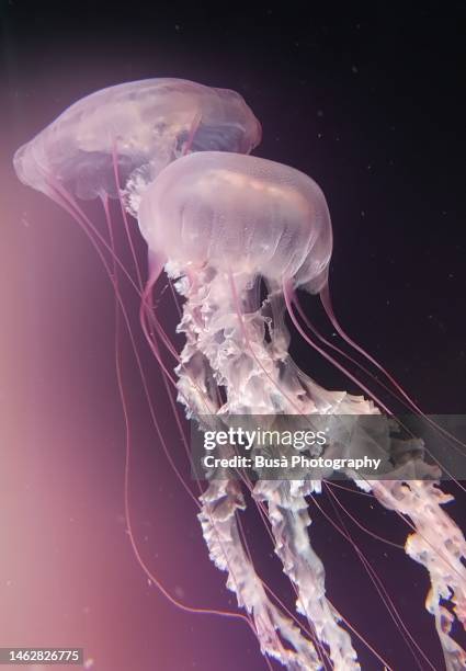 beautiful jellyfish floating in water - nature pattern stock-fotos und bilder