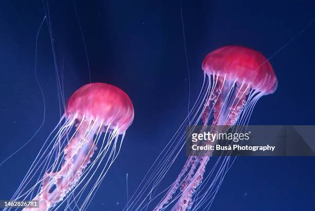 beautiful jellyfishes floating in water - medusa stock pictures, royalty-free photos & images
