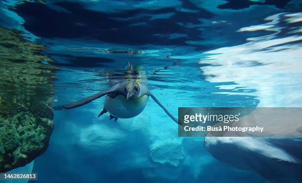 a penguin swimming under water surface - beautiful underwater scene stockfoto's en -beelden