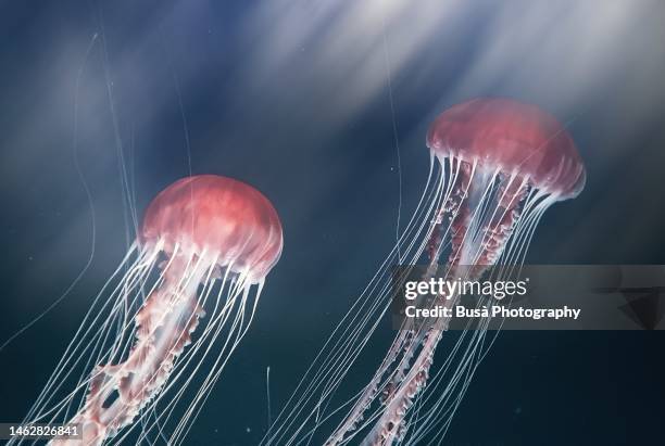 two beautiful jellyfishes floating in the ocean - phosphorescence stock-fotos und bilder