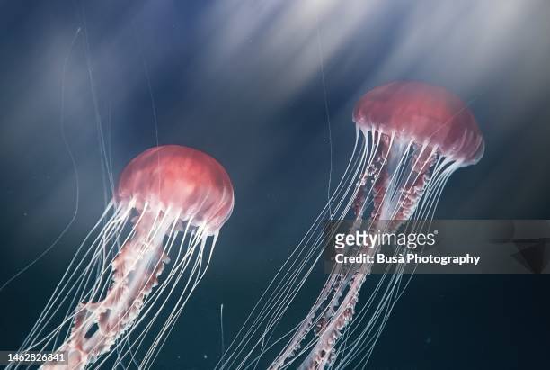 two beautiful jellyfishes floating in the ocean - phosphorescence stock pictures, royalty-free photos & images