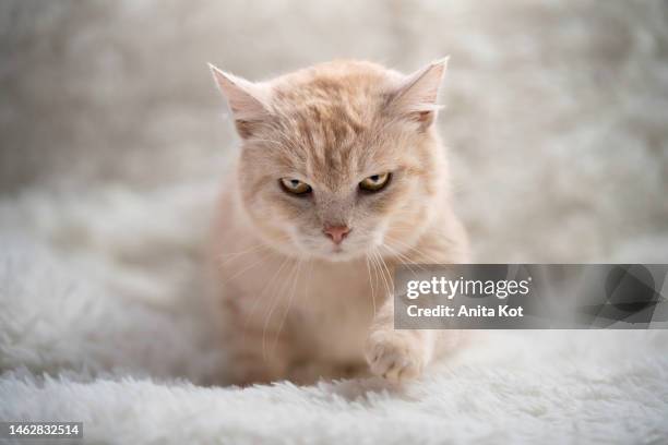 portrait of a cat with a hostile look. - angry cat stock pictures, royalty-free photos & images