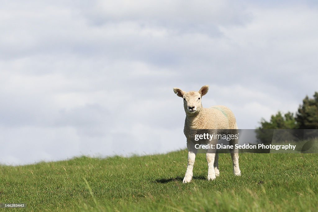 Spring Lamb in field