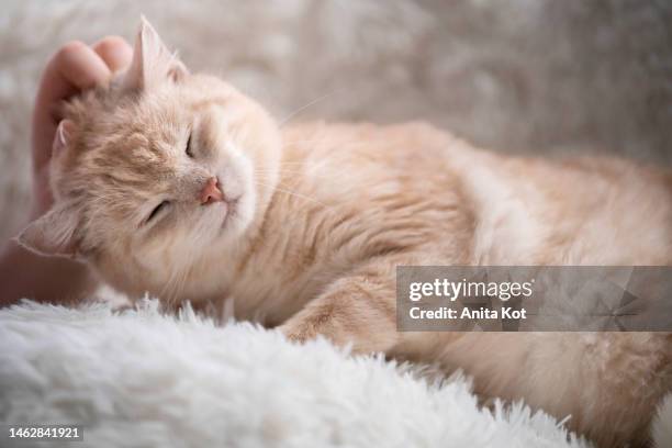 portrait of a happy cat - cat purring stock pictures, royalty-free photos & images