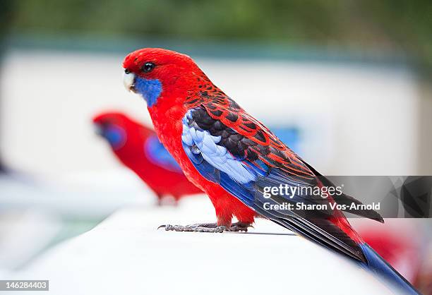 red and blue rosella parrots on white wall - rosella carmesí fotografías e imágenes de stock