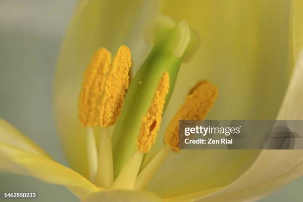 flower parts inside a tulip - estambre fotografías e imágenes de stock