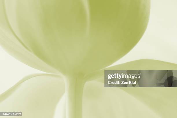 color manipulated image of a green tulip flower - petal texture stock pictures, royalty-free photos & images